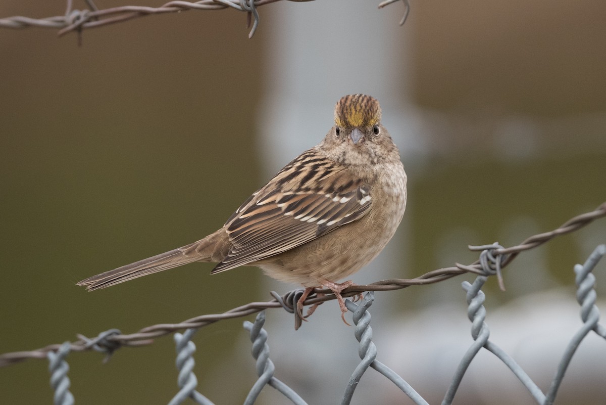 Golden-crowned Sparrow - ML274510671