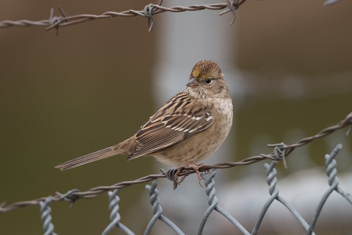 Golden-crowned Sparrow - ML274510711