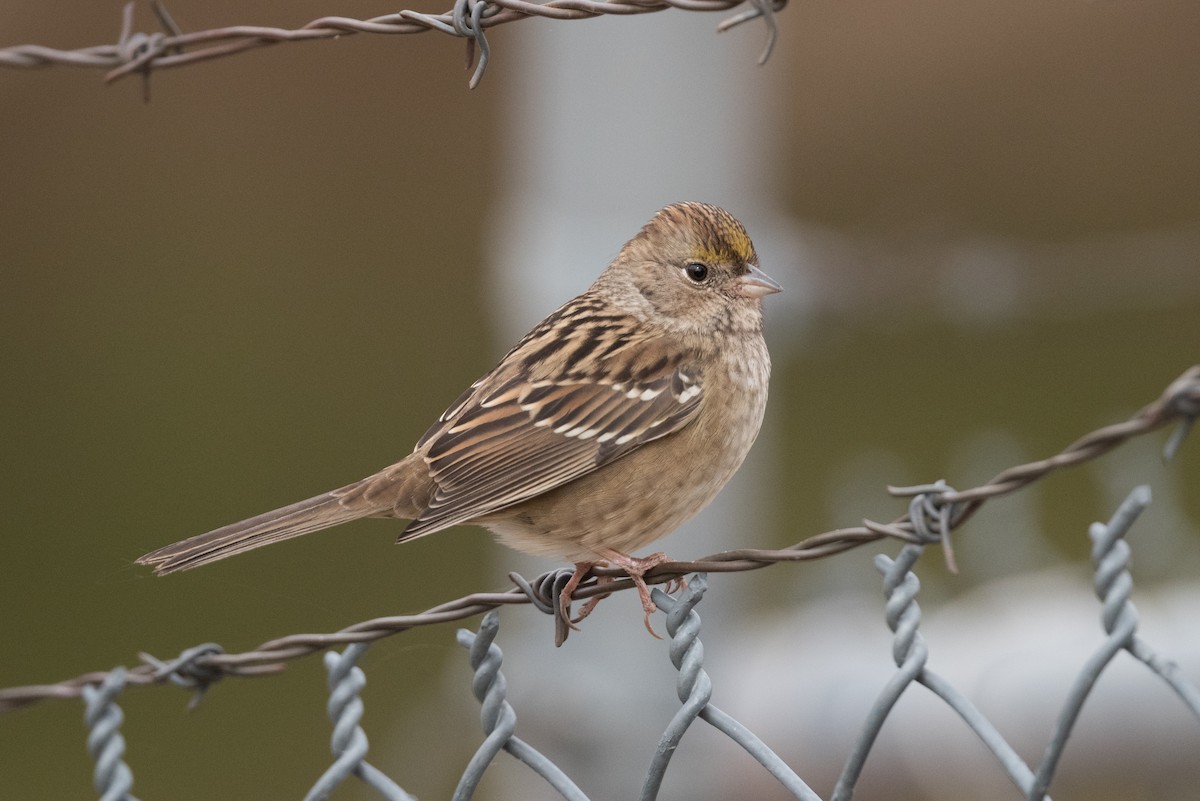 Golden-crowned Sparrow - ML274510891