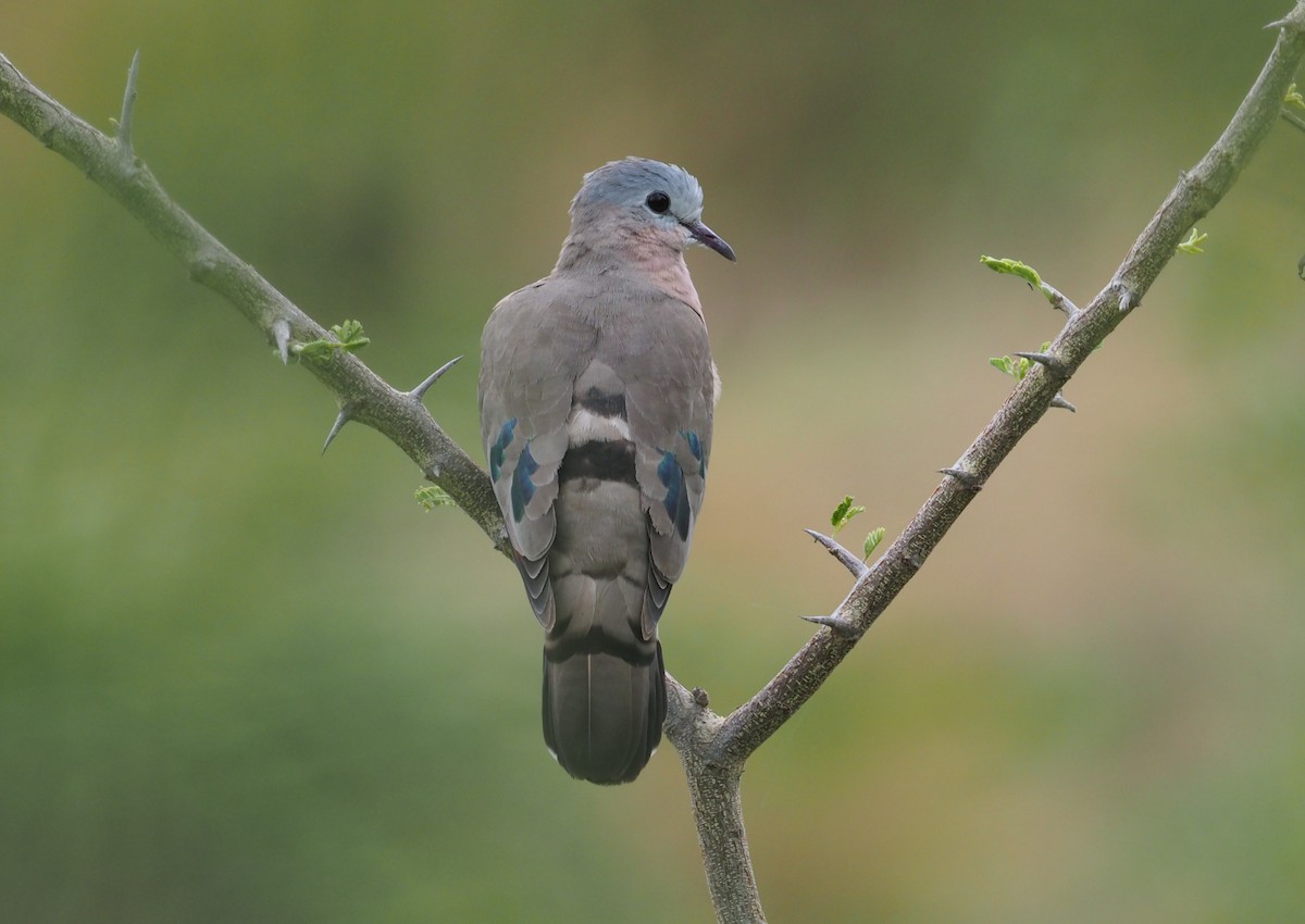 Emerald-spotted Wood-Dove - ML274512401
