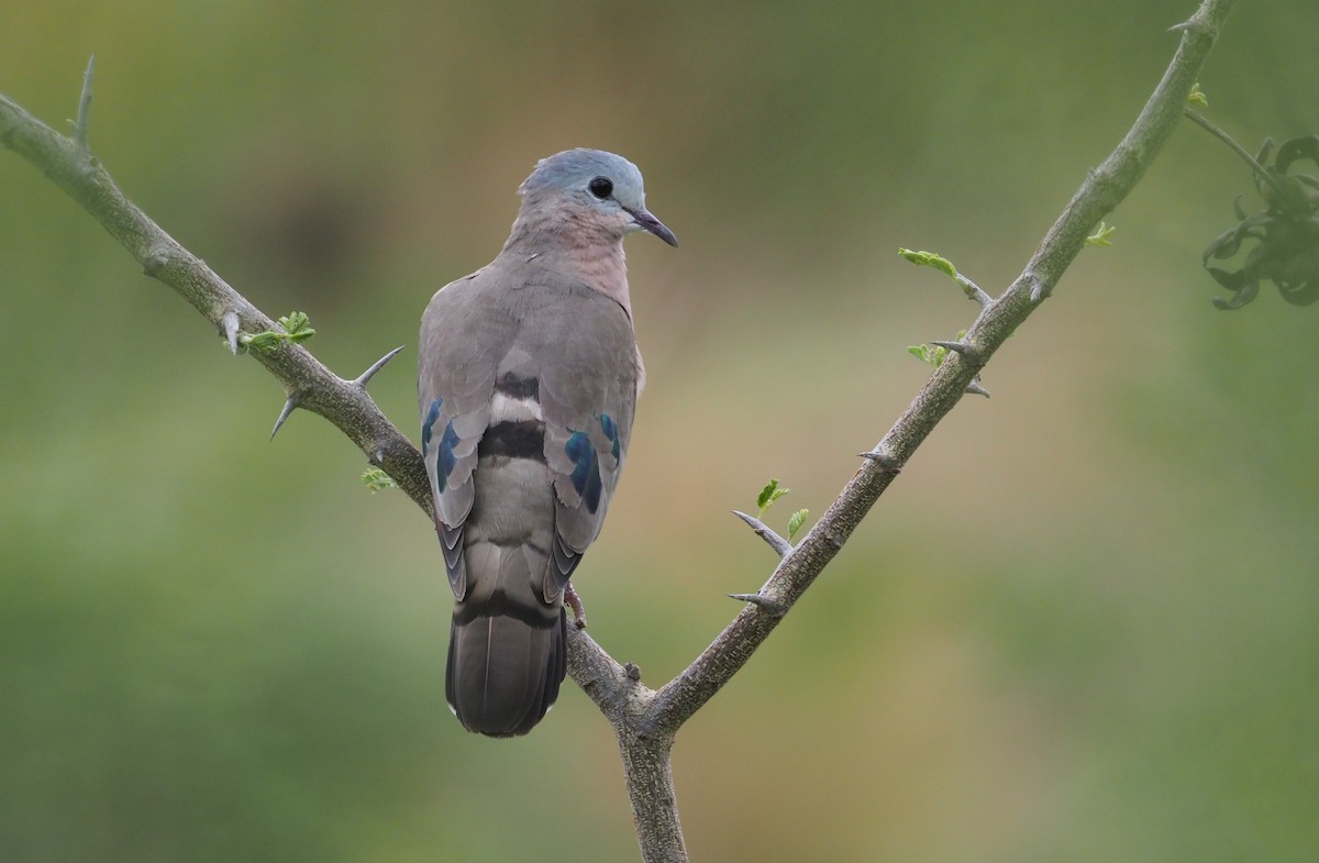 Emerald-spotted Wood-Dove - ML274512541