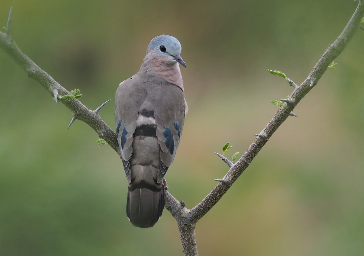 Emerald-spotted Wood-Dove - ML274512651