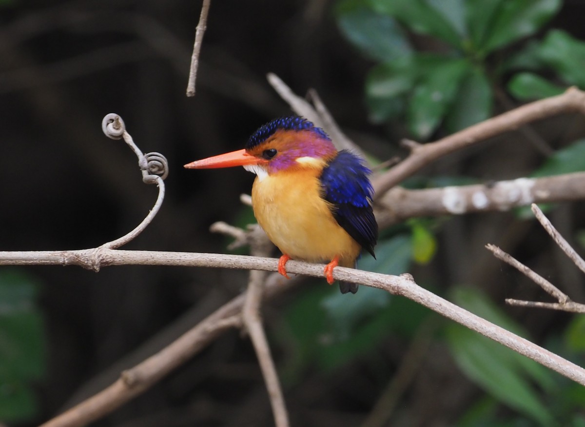 African Pygmy Kingfisher - ML274513411