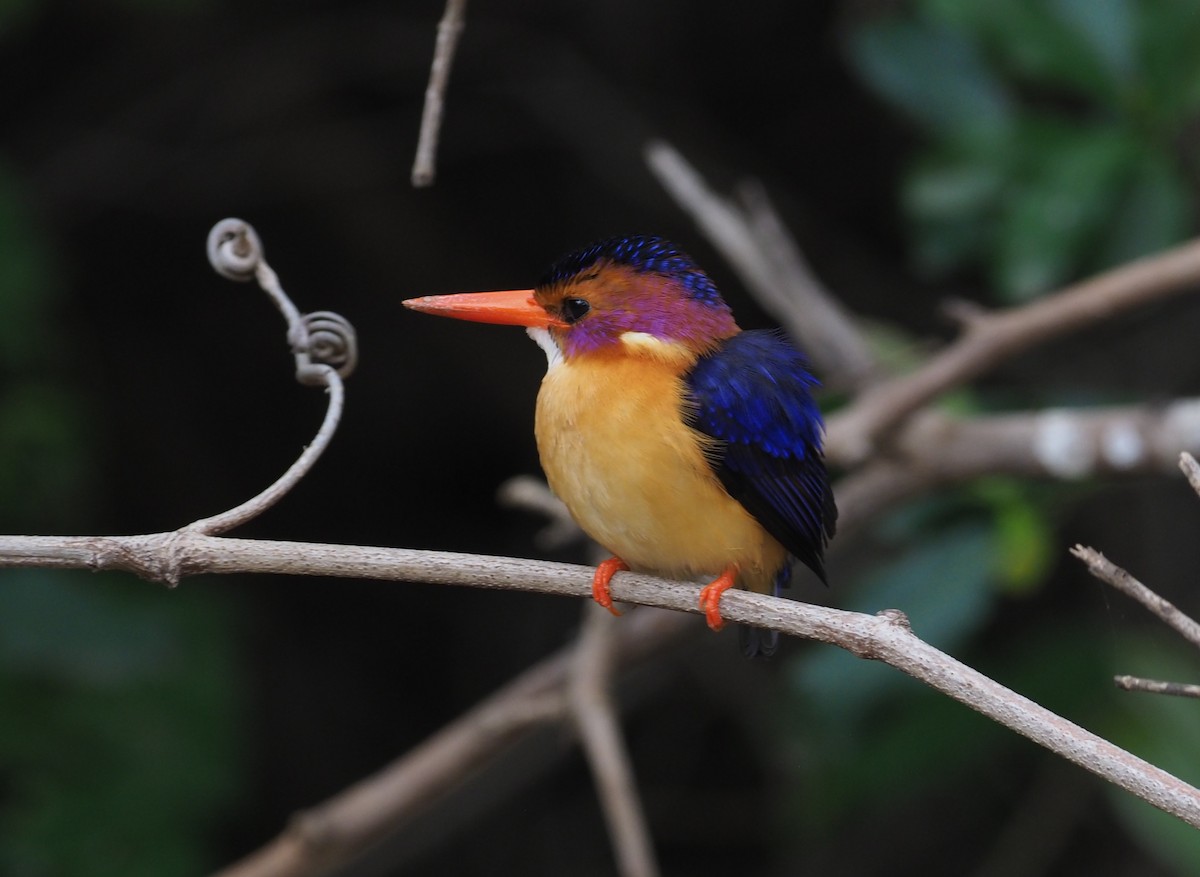 African Pygmy Kingfisher - ML274513541