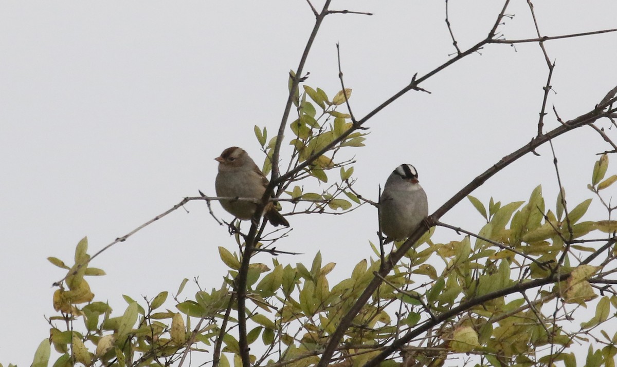 White-crowned Sparrow (leucophrys) - ML274513701