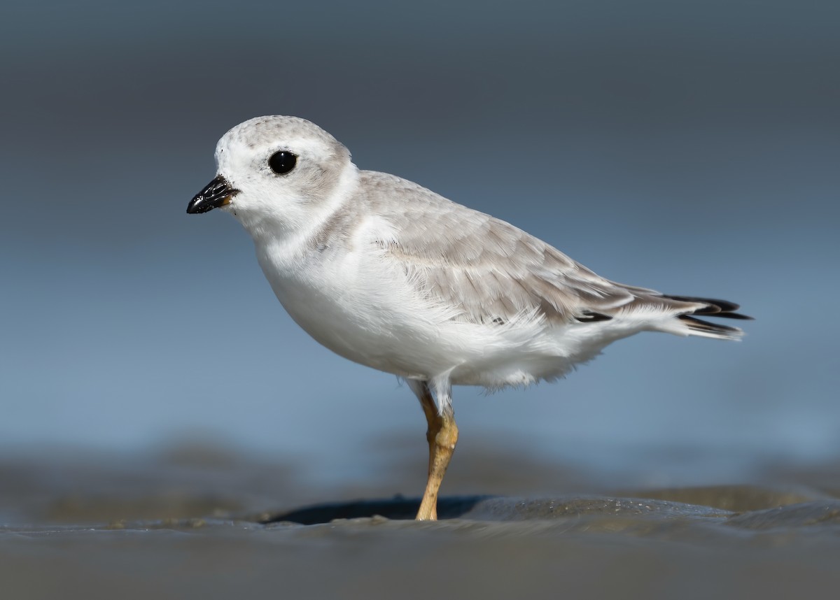 Piping Plover - ML274517301