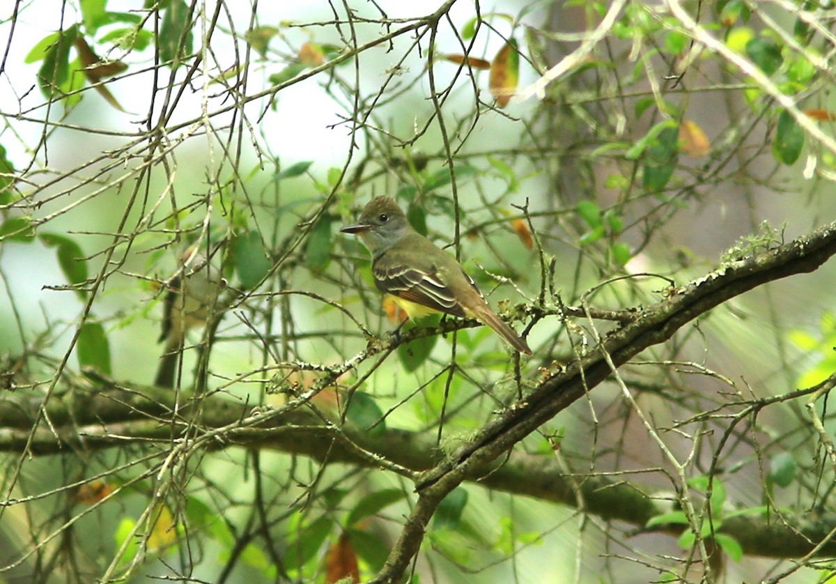 Great Crested Flycatcher - ML27451761