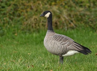 Cackling Goose, ML274520771