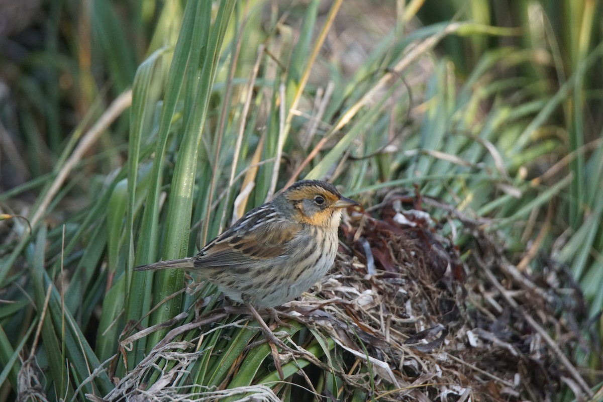 Saltmarsh Sparrow - ML274525561