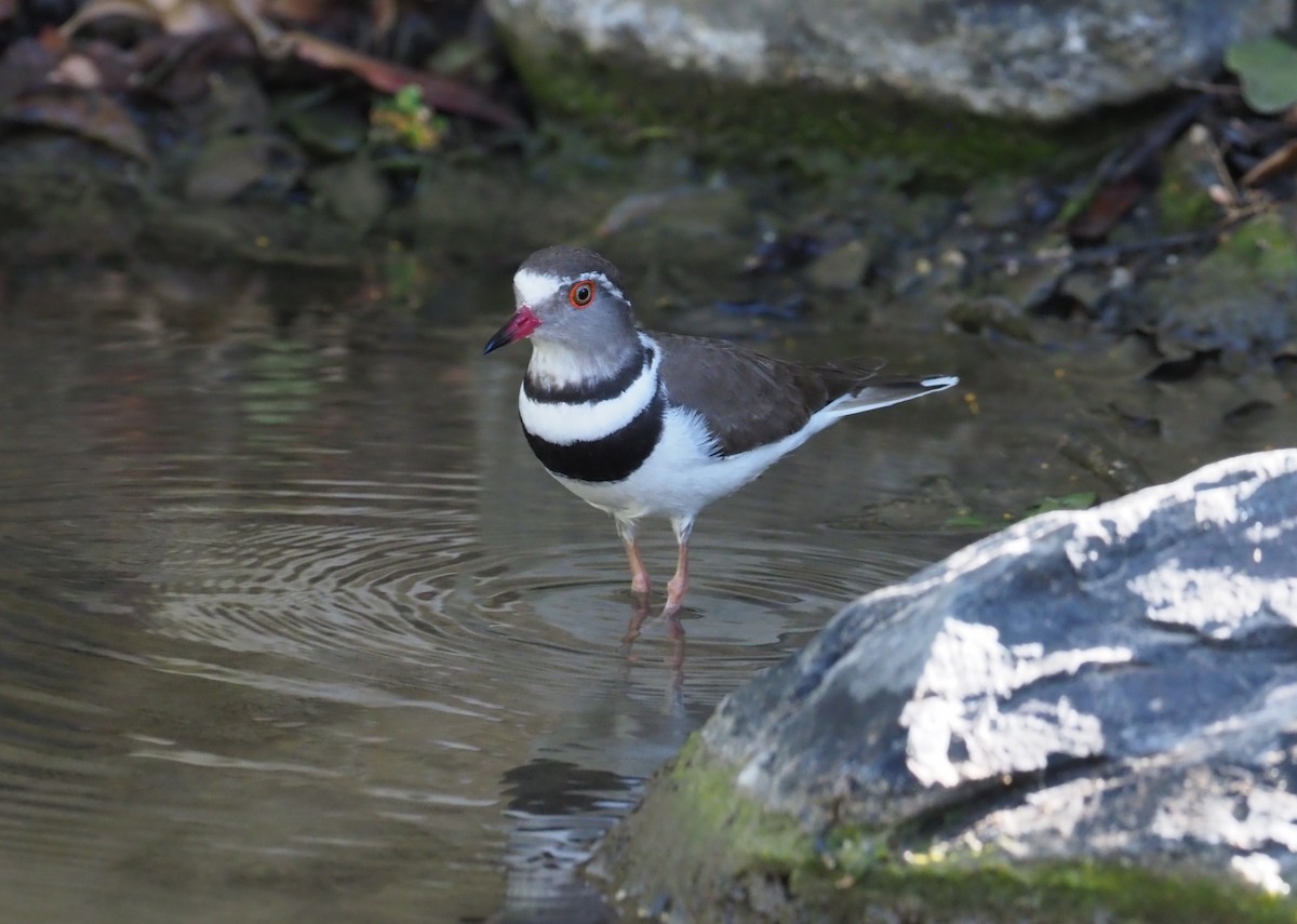 Three-banded Plover - ML274527821