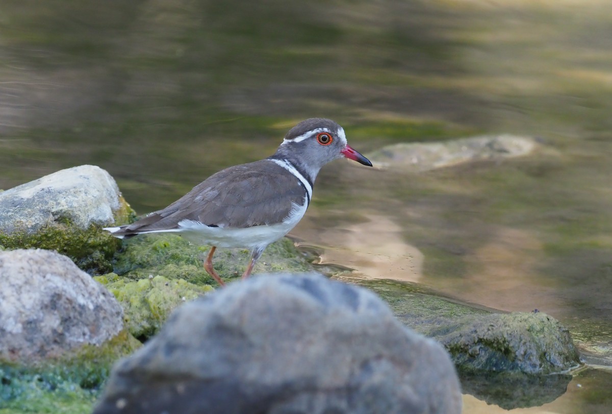 Three-banded Plover - ML274527991