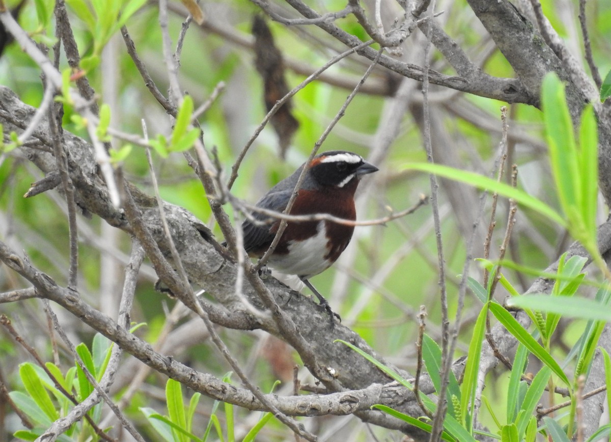 Black-and-chestnut Warbling Finch - ML274528991