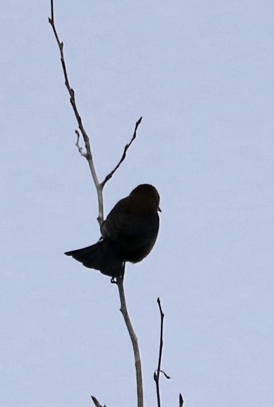blackbird sp. - Ben Freeman