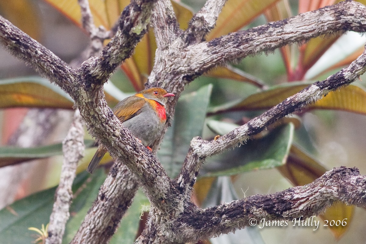 Red-banded Fruiteater - Jim Hully