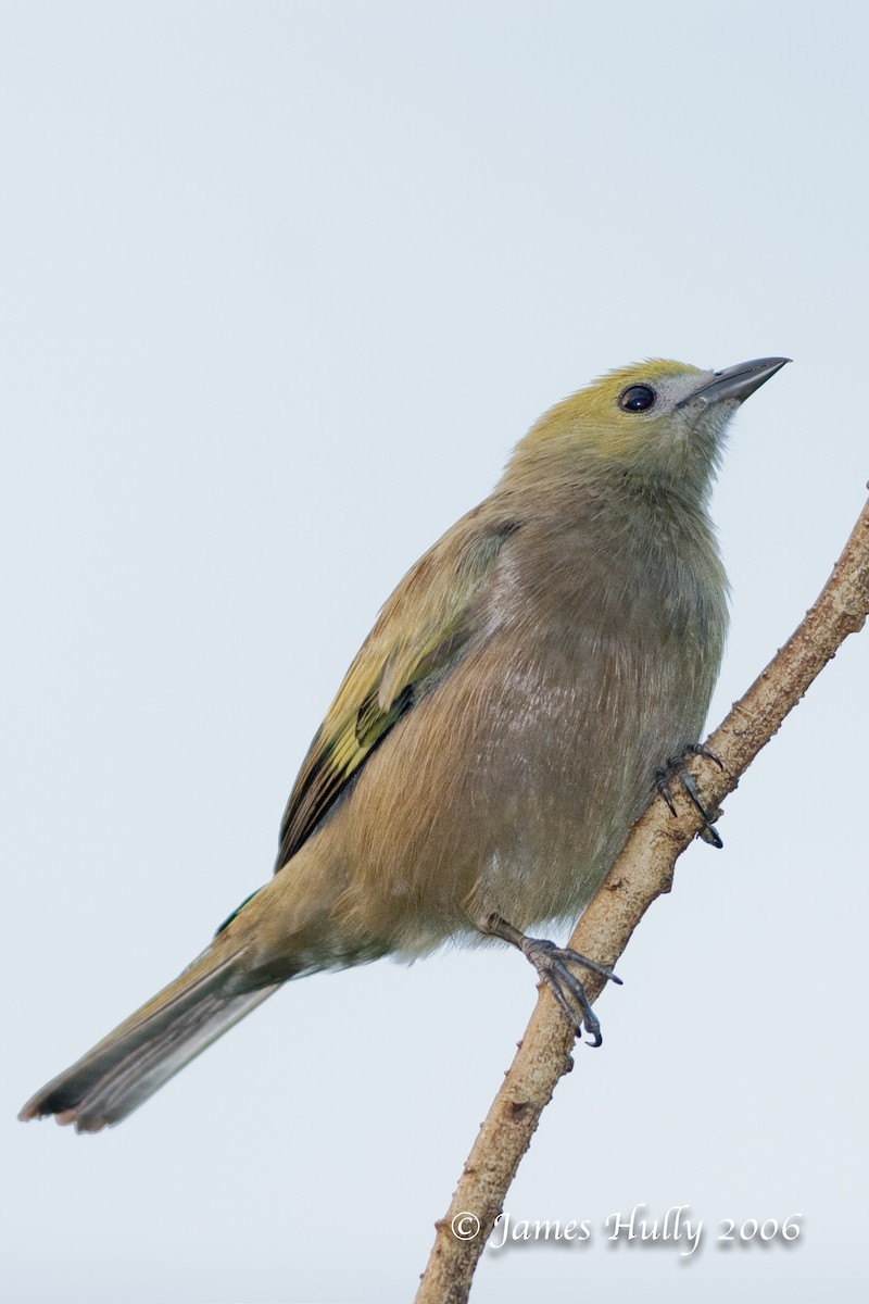 Palm Tanager - ML274535071
