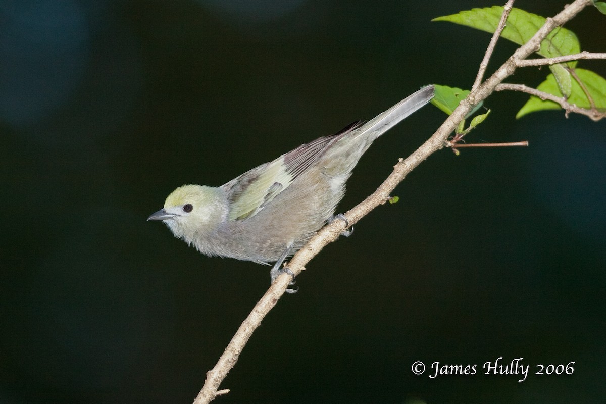 Palm Tanager - ML274535141