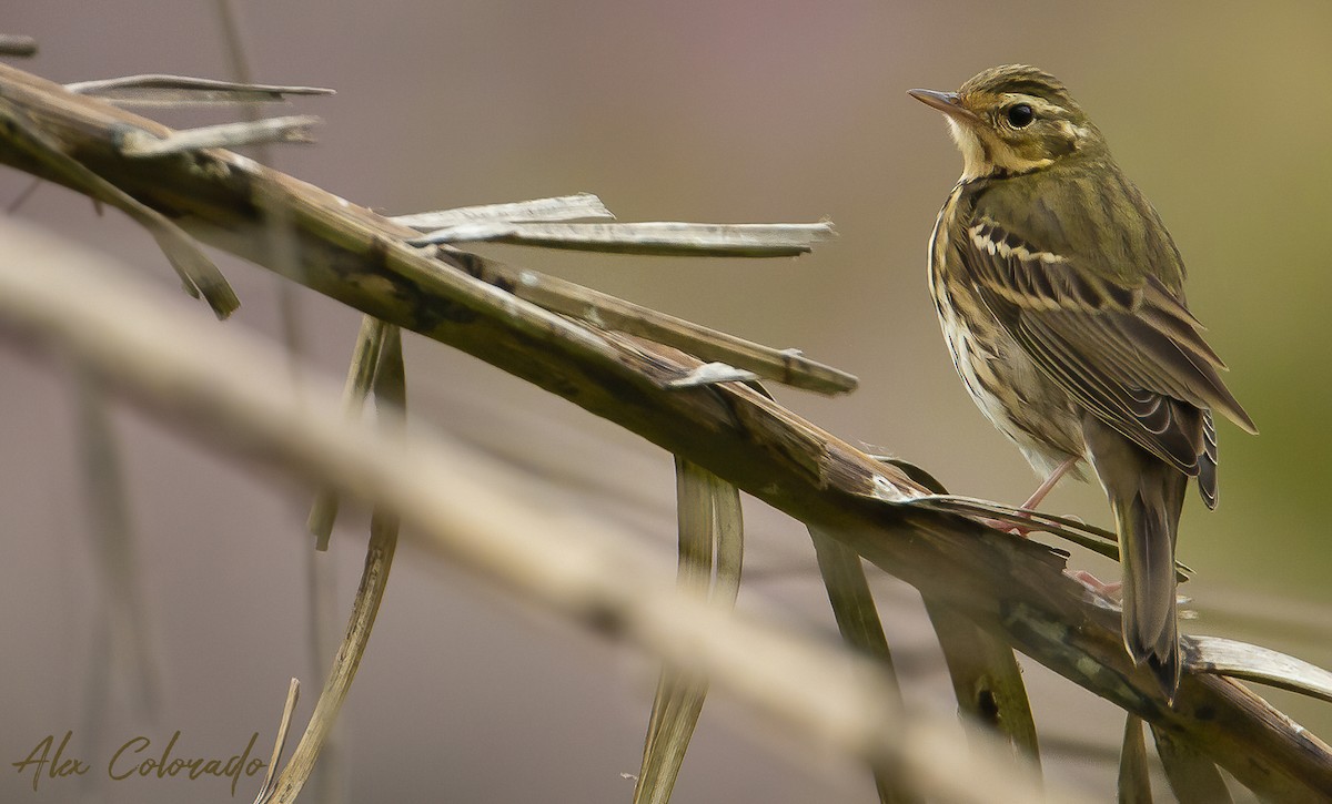 Olive-backed Pipit - ML274536351