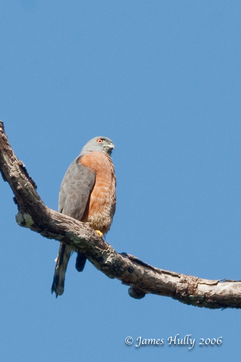 Double-toothed Kite - ML274537041