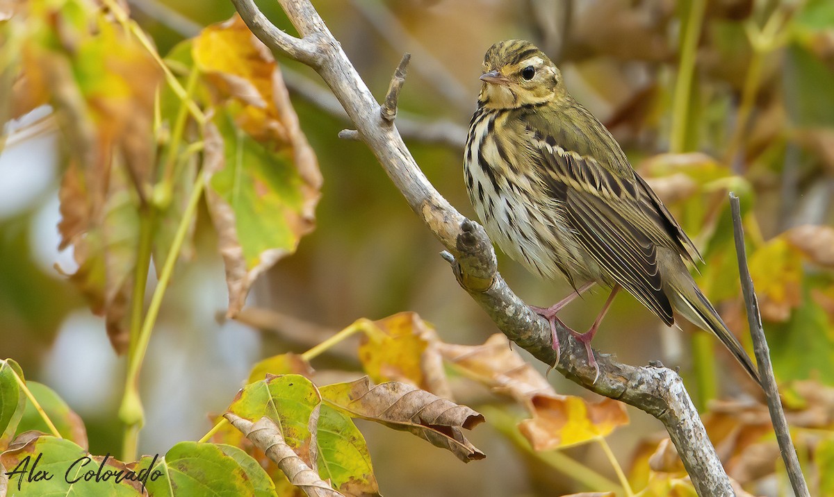 Olive-backed Pipit - ML274537701