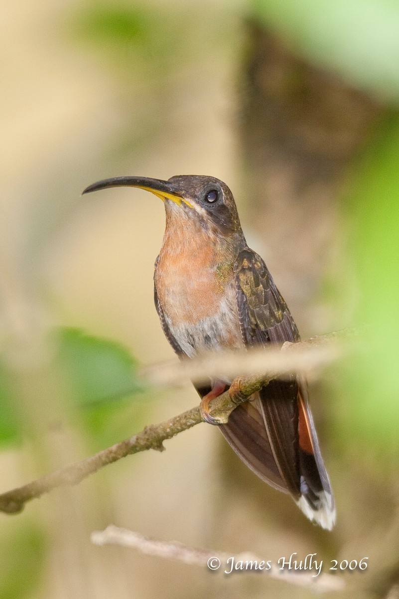 Rufous-breasted Hermit - ML274539431