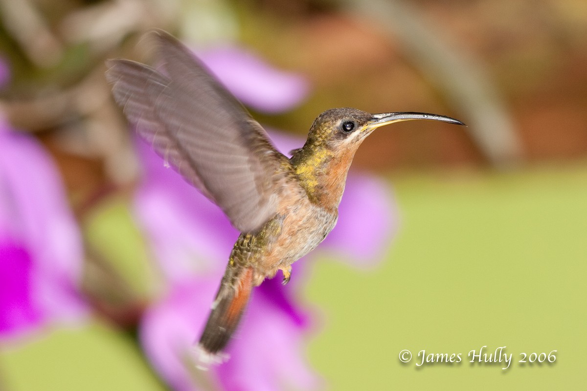 Rufous-breasted Hermit - Jim Hully