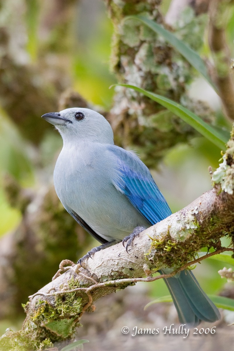 Blue-gray Tanager - ML274539501