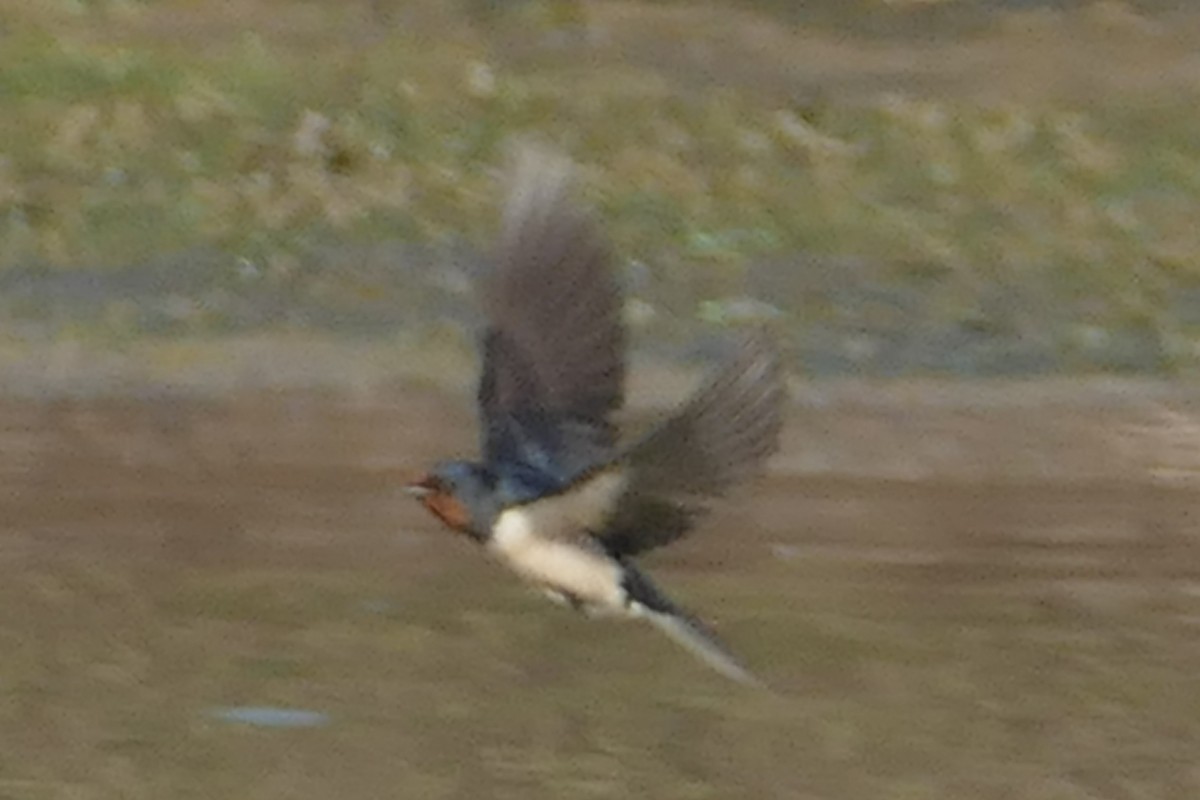 Barn Swallow (White-bellied) - Peter Kaestner