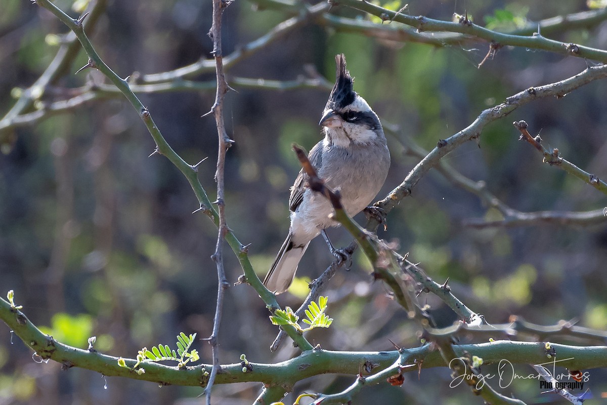 Black-crested Finch - ML274545211