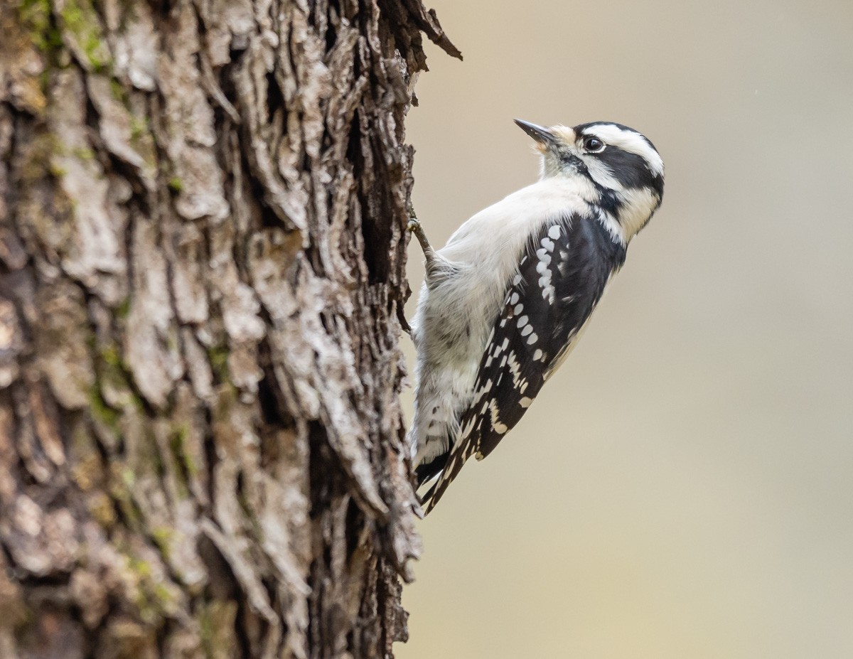 Downy Woodpecker - mark kraus
