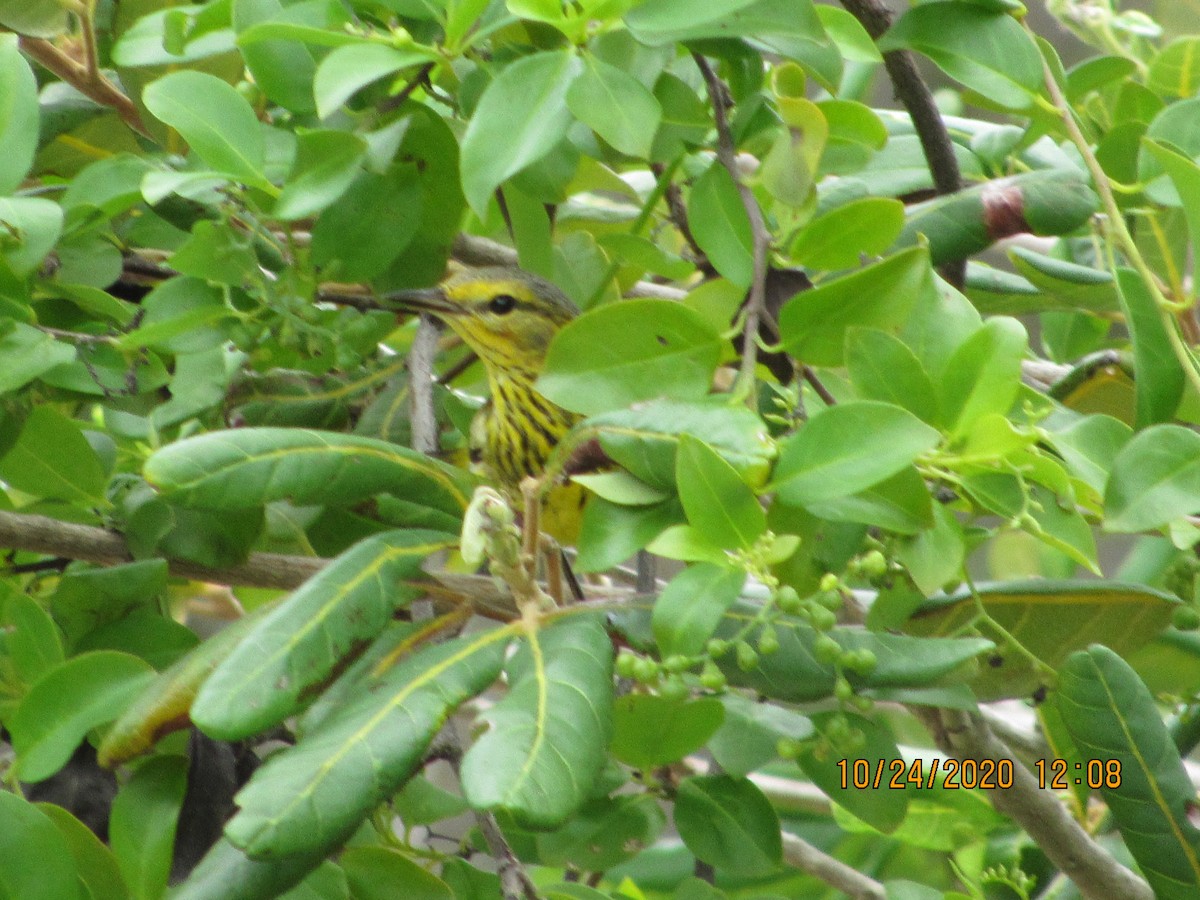 Cape May Warbler - ML274555041