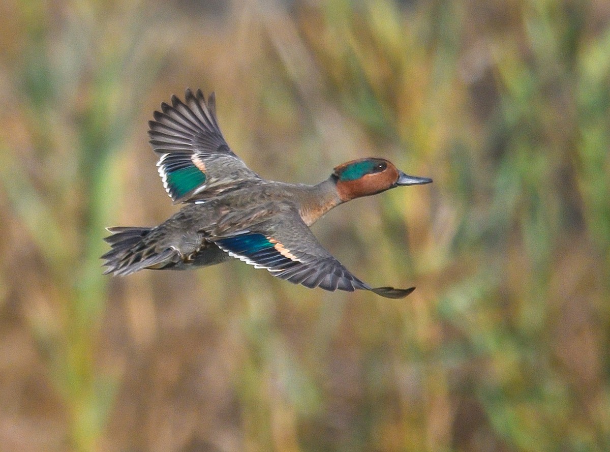 Green-winged Teal - ML274567721