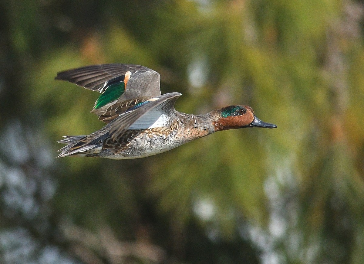 Green-winged Teal - ML274567731