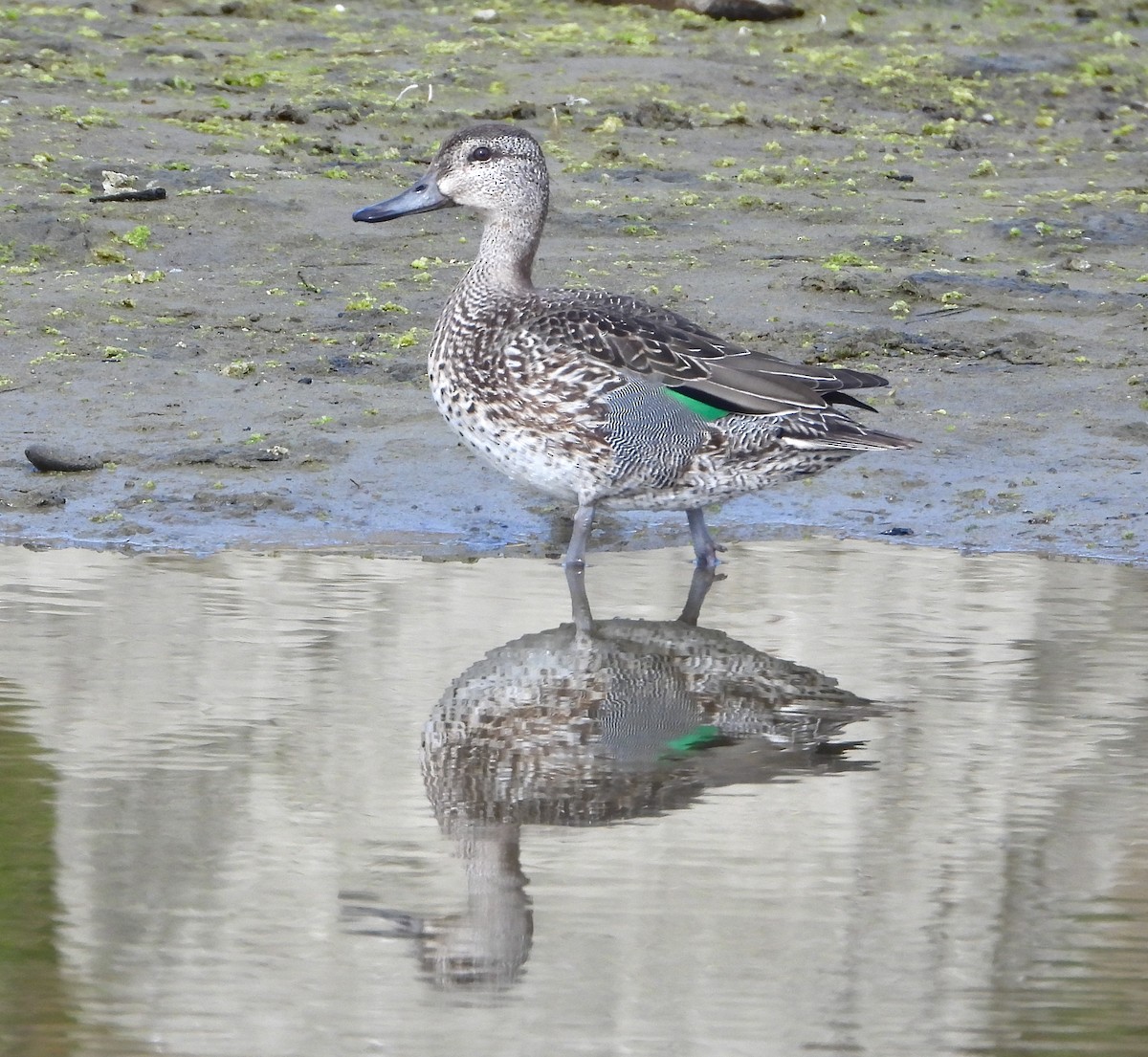 Green-winged Teal - Pair of Wing-Nuts