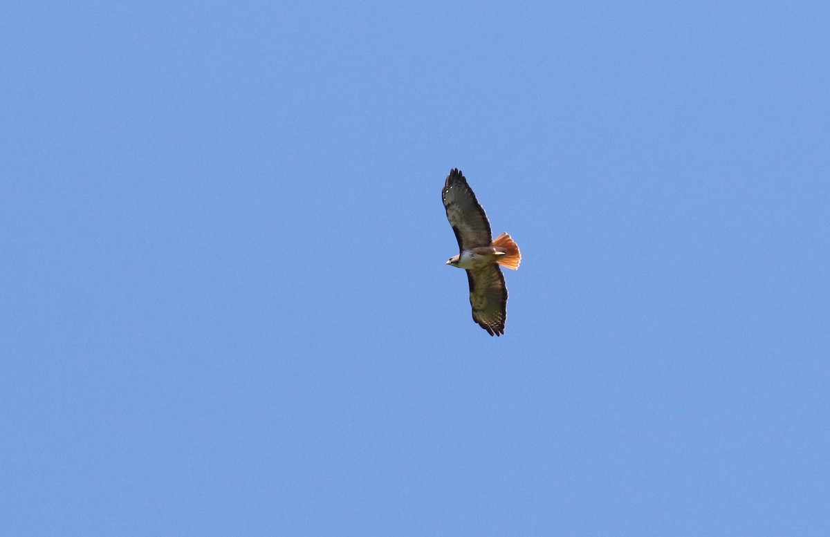 Red-tailed Hawk - Calvin Seaman