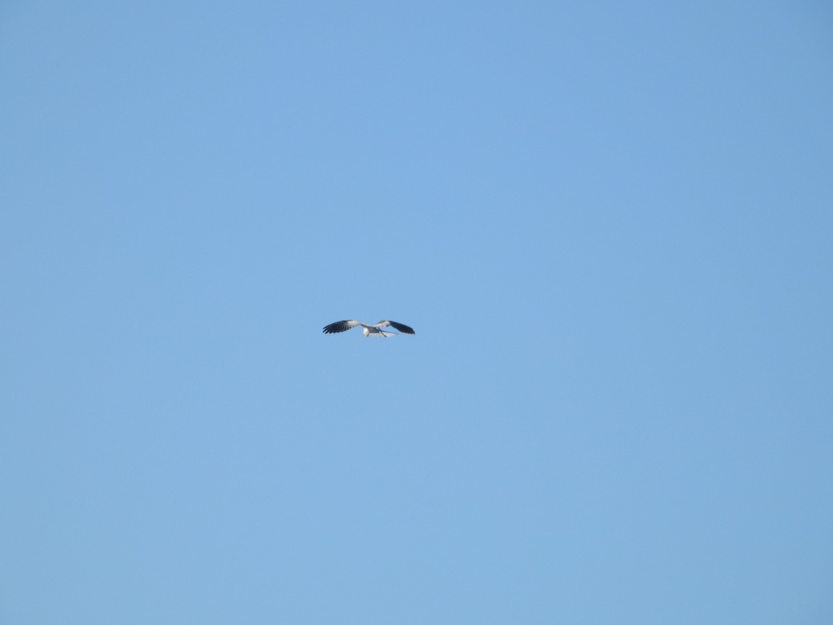 White-tailed Kite - ML274574381