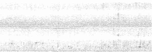 Тимелія-куцохвіст велика (підвид albiventer/pallidior) - ML274585321