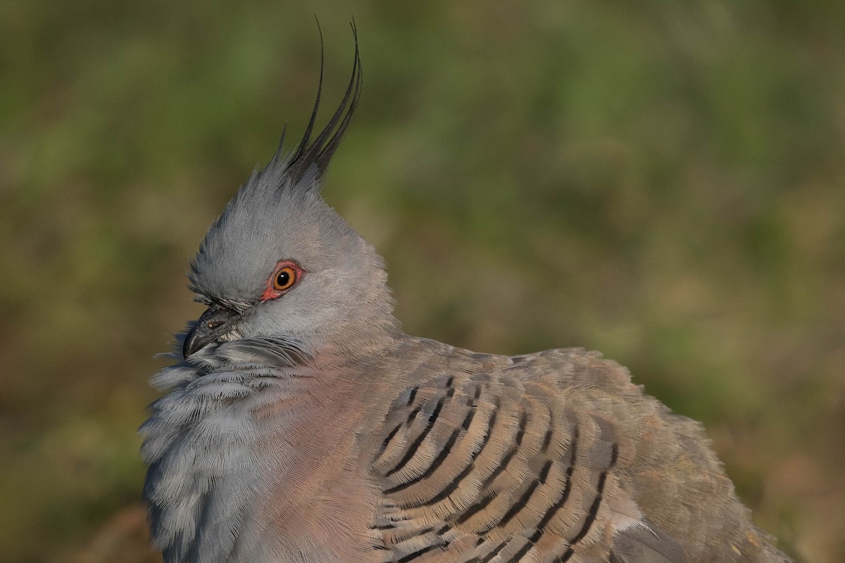 Crested Pigeon - ML274591881