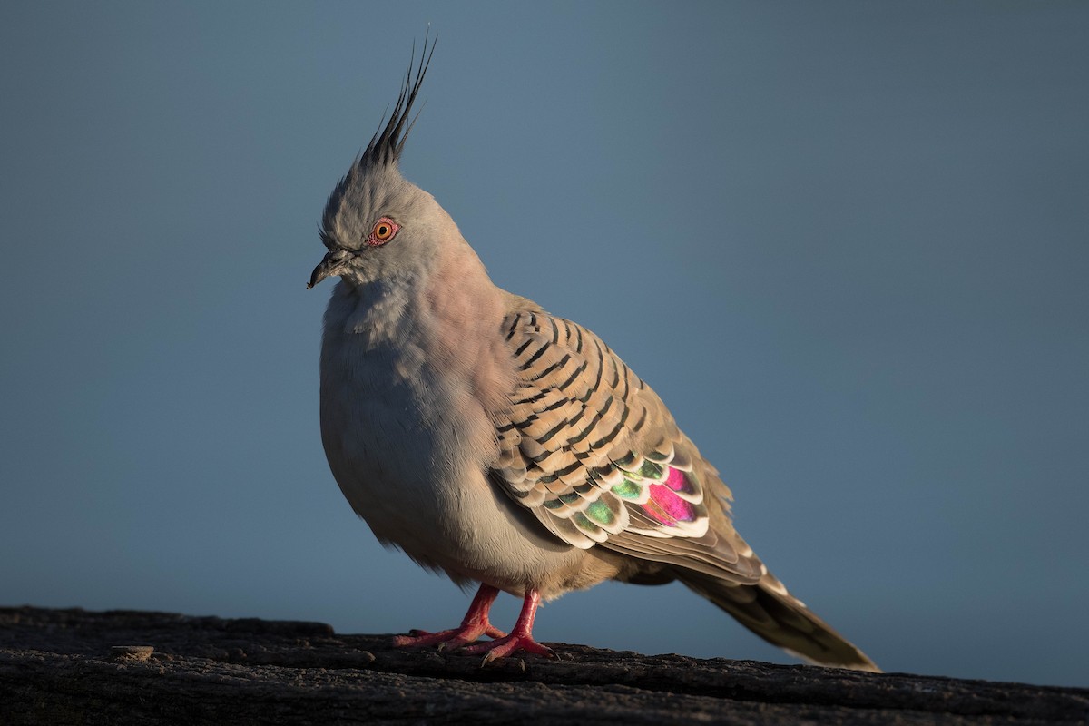 Crested Pigeon - ML274593081