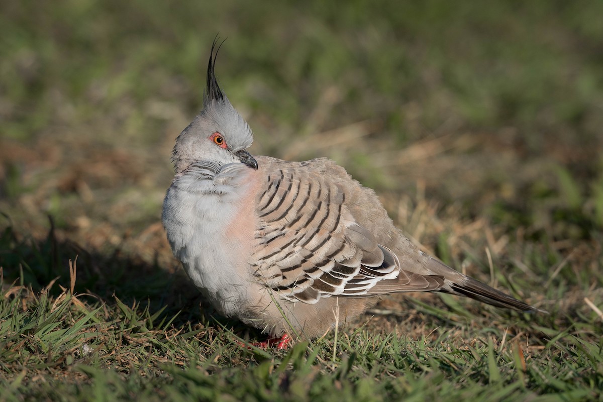 Crested Pigeon - ML274593241