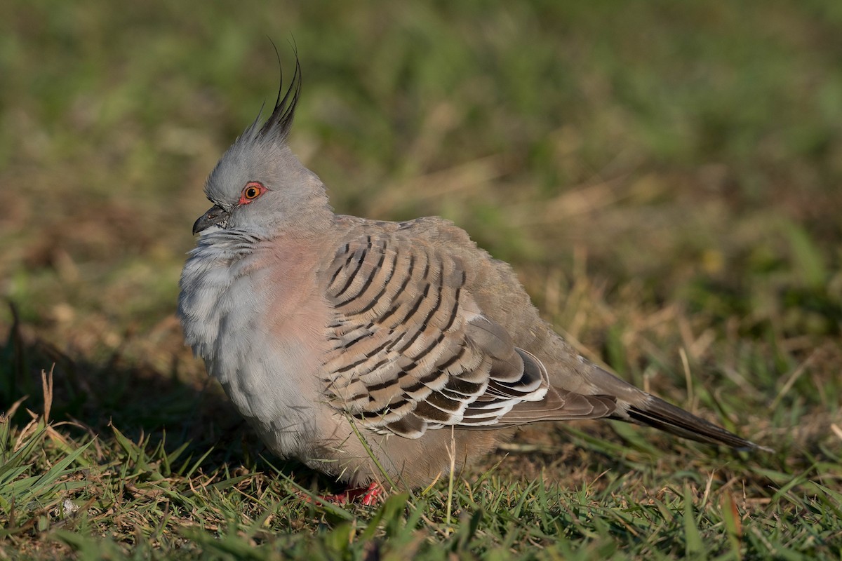Crested Pigeon - ML274593261