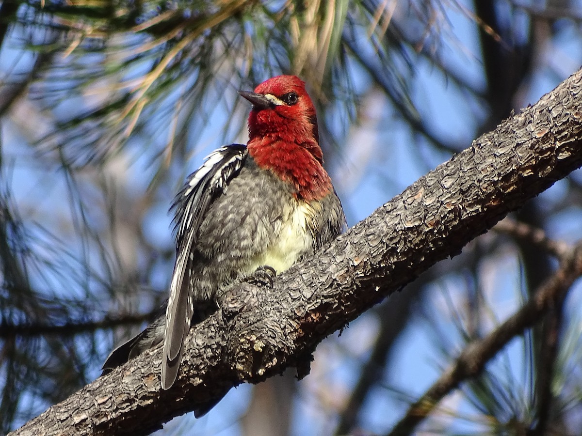 Red-breasted Sapsucker (ruber) - Shey Claflin