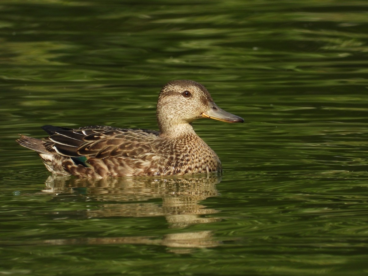 Green-winged Teal - ML274598661