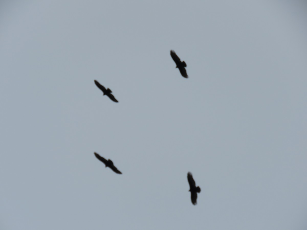 Turkey Vulture - George Chrisman
