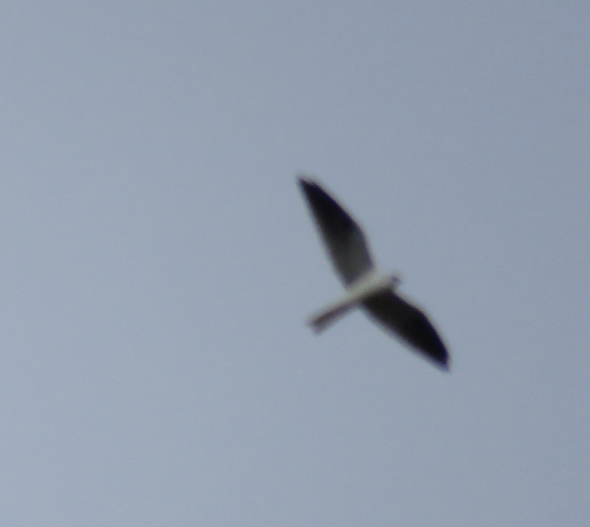 White-tailed Kite - ML274600471