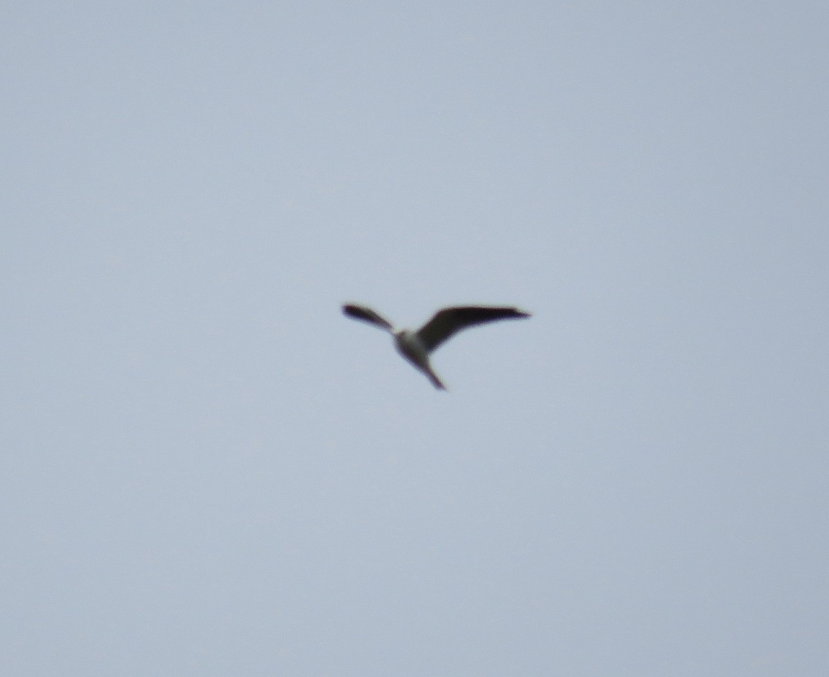 White-tailed Kite - ML274600481