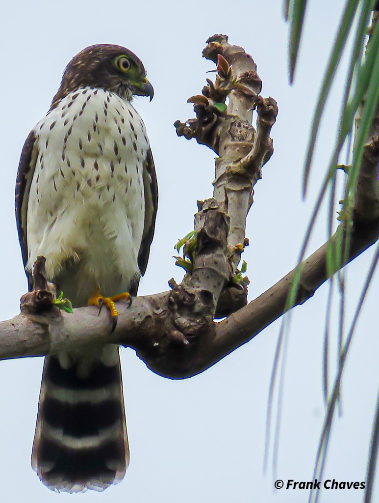 Double-toothed Kite - ML274610311