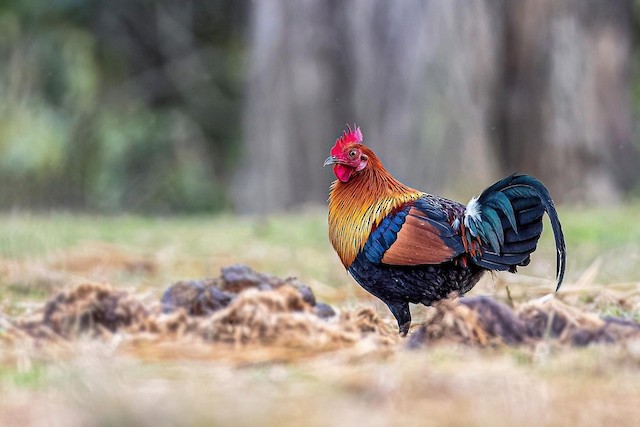 Ternak Ayam Hutan Merah Asil Pikat Di Alam Liar Youtube