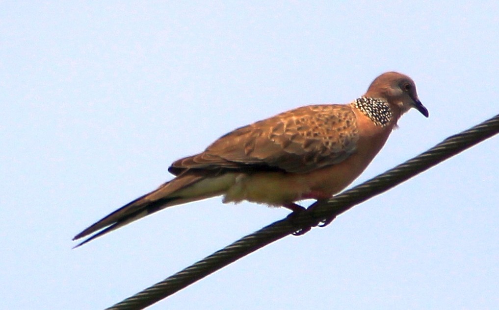 Spotted Dove - Sue Hacking