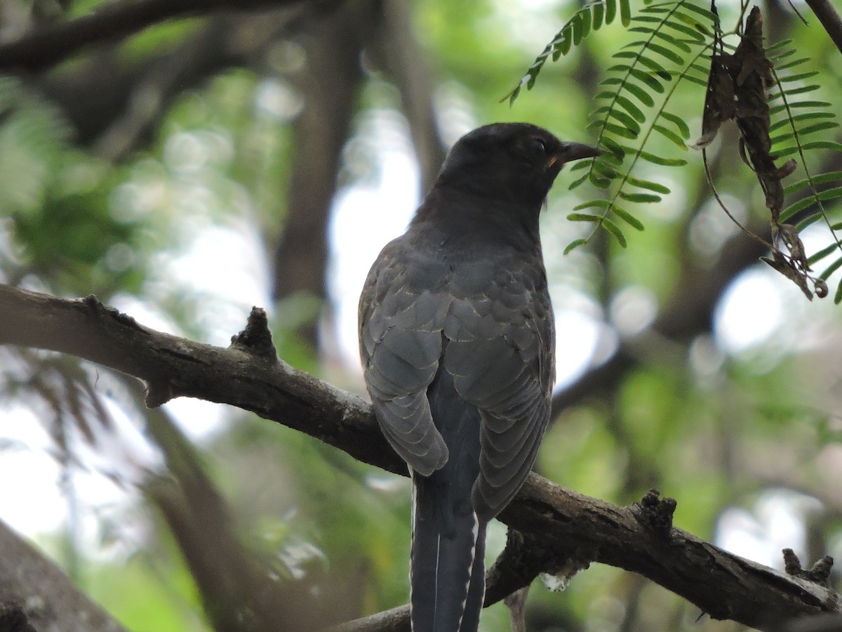 Gray-bellied Cuckoo - Mahathi Narayanaswamy