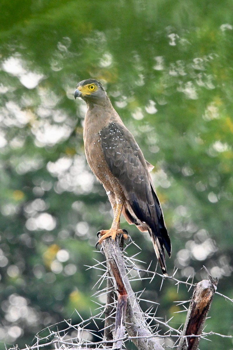 Crested Serpent-Eagle - Anil Nair